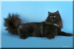 ������ ������ (����)