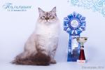 Yerofey Zhemchug Nevy (����)