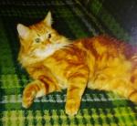 ���� ������� (����)