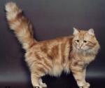 ���� ����� ��� (����)