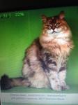 ������ ����� (����)