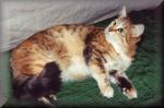 �������� ���������� ����� ��� (����)