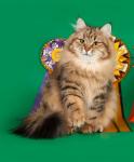 ������ ������ (����)