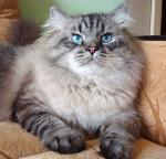 ������ ������ ���� (����)