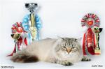 �������� �������� ������ (����)