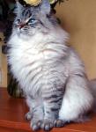 ��������� ������ ���� (����)