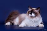 �������� ���������� (����)