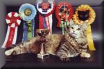 �������� ����� ��� (����)