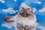 Elvis Gold Nympha (����)