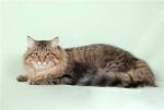 ����� (����)