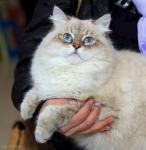������ ������ ������� (����)