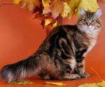 ������ HEART MELODY (����)