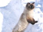 ���� ������ (����)