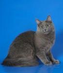 Gzhel (����)