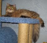 ���������� ������� (����)