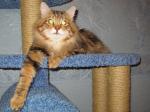 ��������� ������� (����)