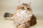 ������� ����� (����)