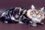������ �������� ����� (����)