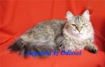 Angelina Iz Odissei (����)