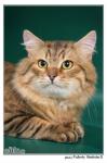 ������� �������� ����� (����)