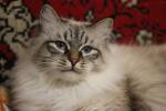 ��������� ������� ����� (����)