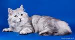 ������ �������� ����� (����)