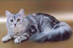 ���������� �������� ����� (����)