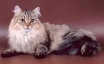 ����� �������� ����� (����)