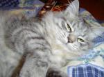 ���������� ����� (����)