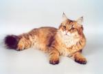 �������� ����� ������ (����)