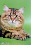 �������� ����� ������ (����)