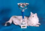 ������ ����� ������ (����)