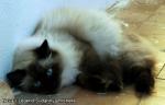 �������� ������ ������� ������� (����)