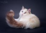 ������� (����)