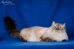 ������� ������� ����� (����)