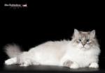 ���� Russian Diamond (����)