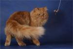 Yudgin Sibirskaya Rapsodiya (����)