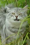 Emmanuil Volzhskaya Krasa (����)
