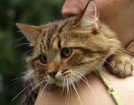 ������� ������ (����)