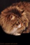�������� ������� ����� (����)