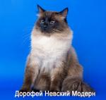 Dorofey Nevskiy Modern (����)