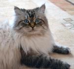 ����� ������ ���� (����)