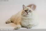 ��� ��� ���� (����)
