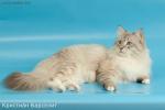 �������� �������� (����)