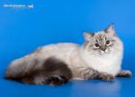 ������� �������� ������� (����)