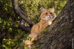 ������� ������� �������� (����)