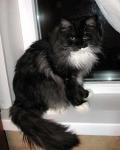 ������� �� ������ (����)