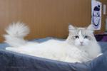 ������� ������ ���� (����)