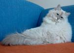 ���� ������� (����)