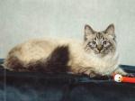 ������ (����)
